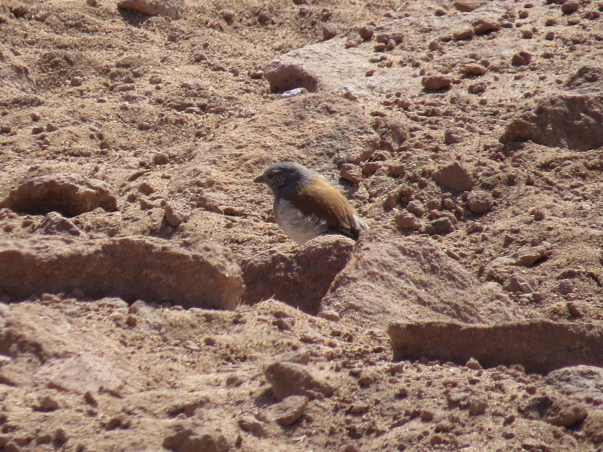Red-backed Sierra Finch - ML616465237