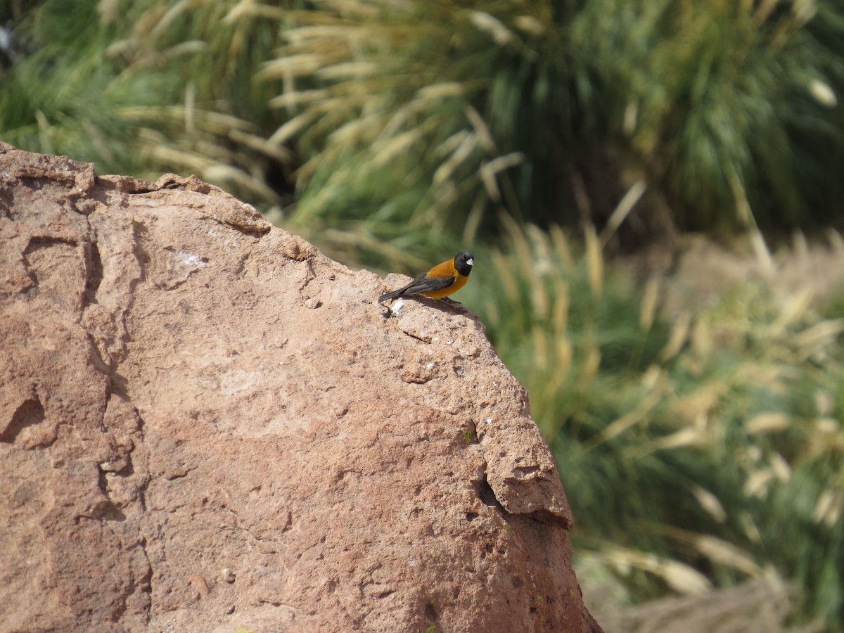 Black-hooded Sierra Finch - ML616465255
