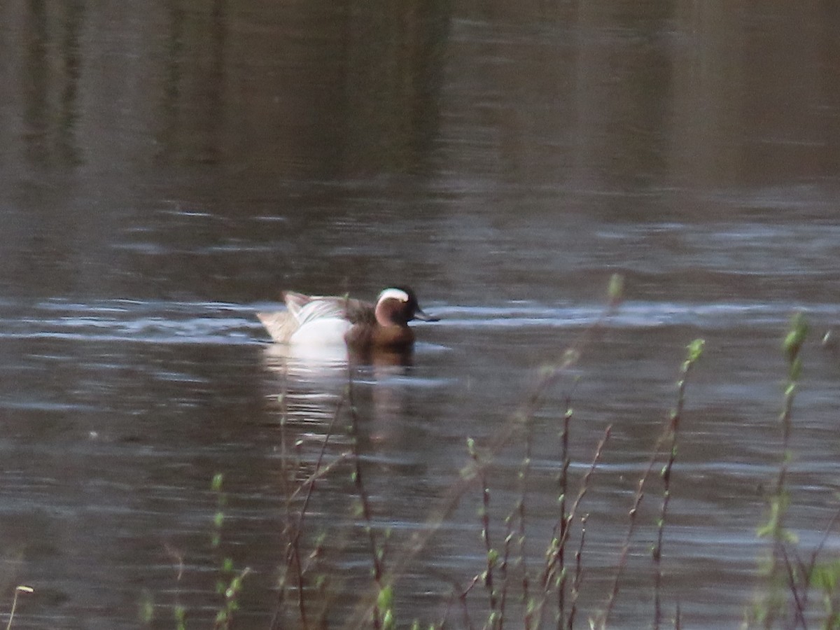 Garganey - ML616465264