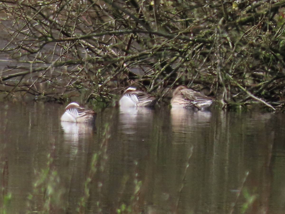 Garganey - ML616465265