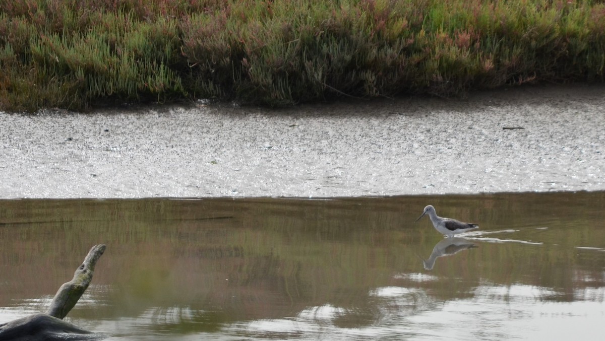 Common Greenshank - ML616465291