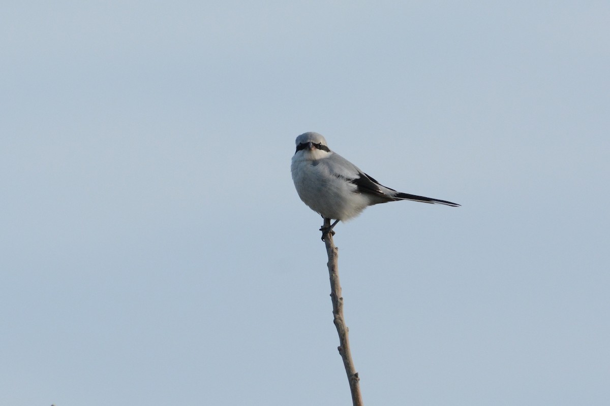 Үнсэн дунхай - ML616465319