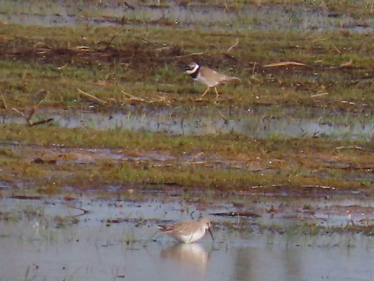 Dunlin - ML616465339