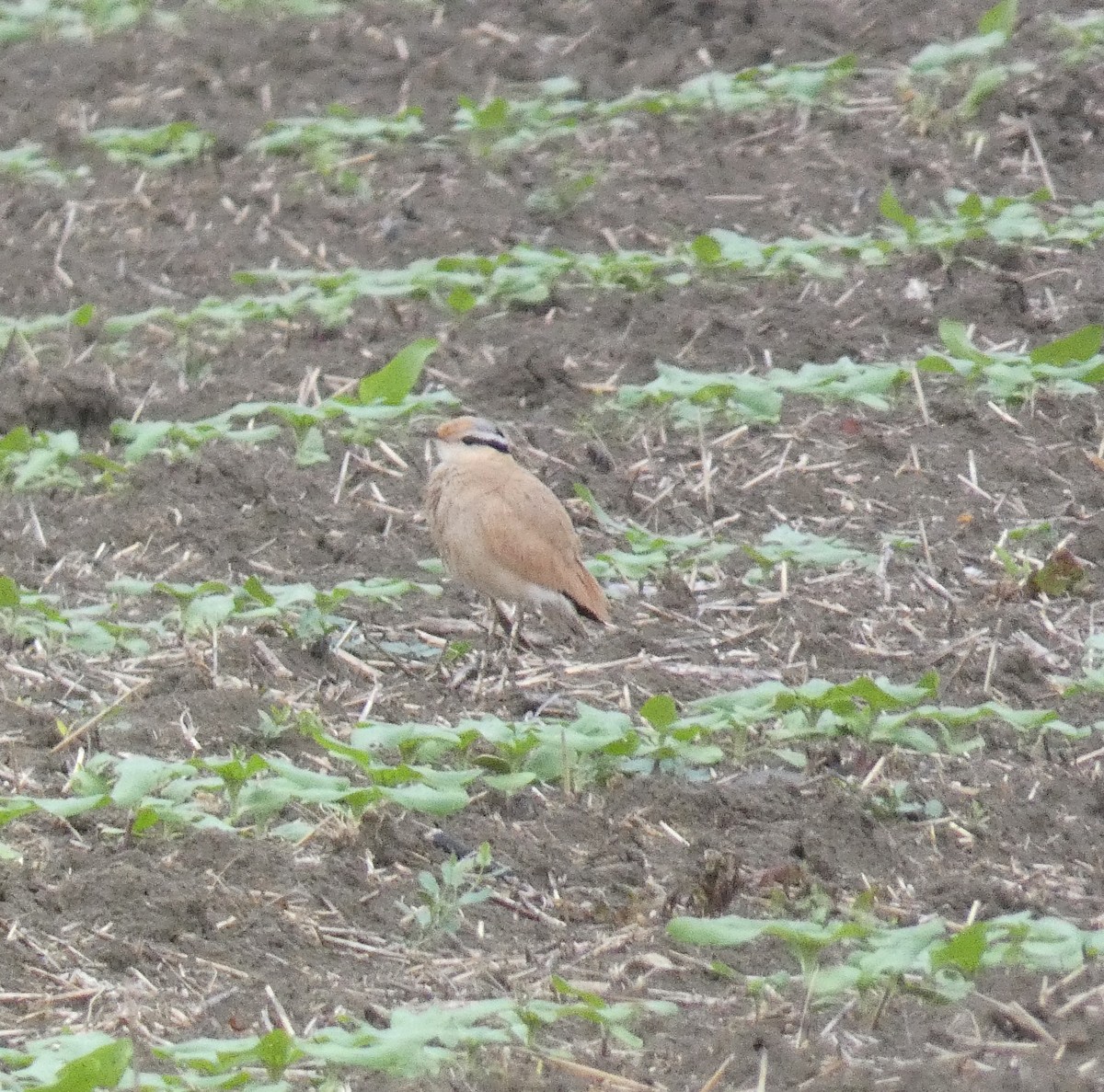 Cream-colored Courser - ML616465340