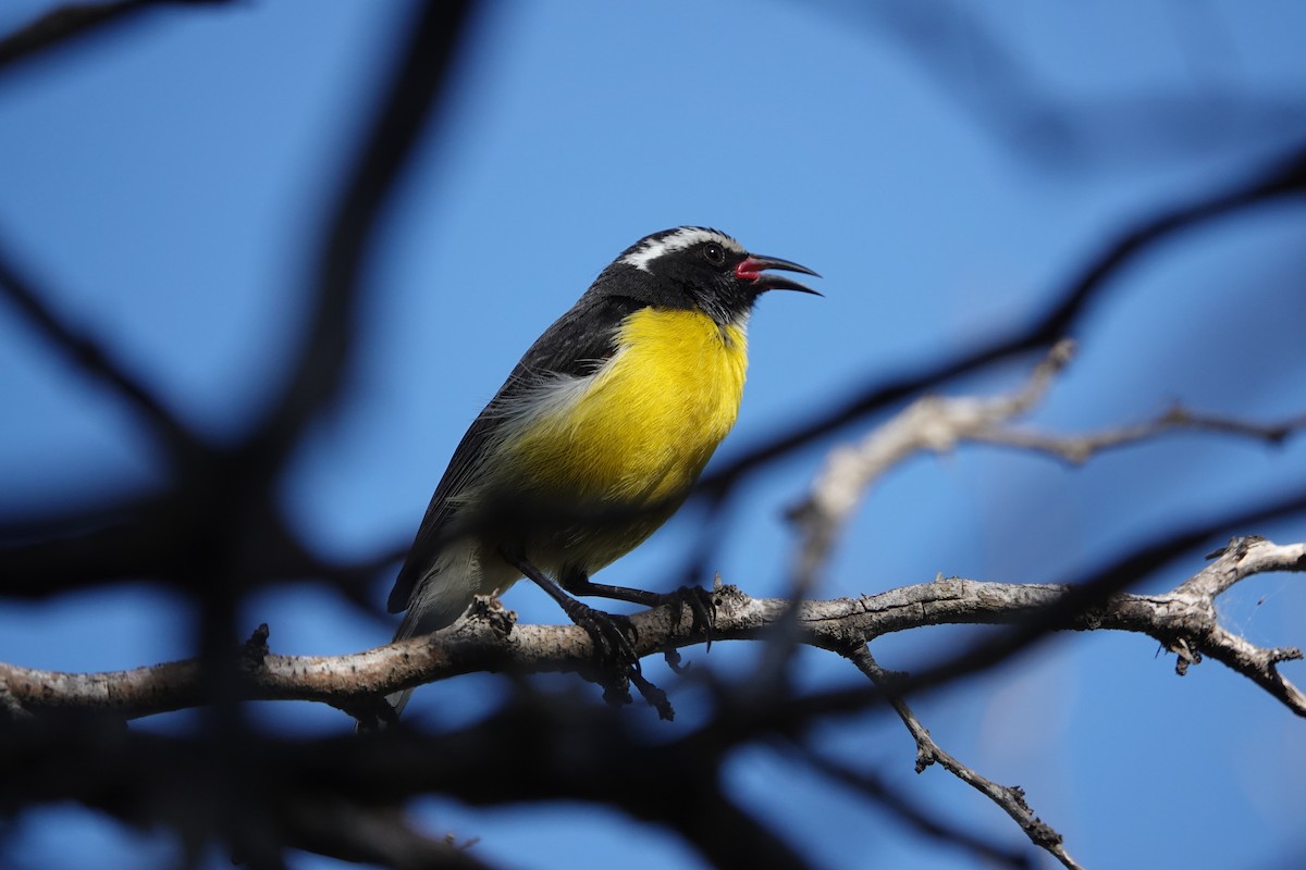 Sucrier à ventre jaune - ML616465344