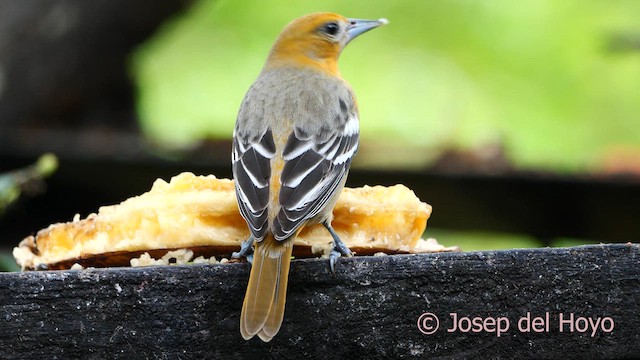 Oriole de Baltimore - ML616465366