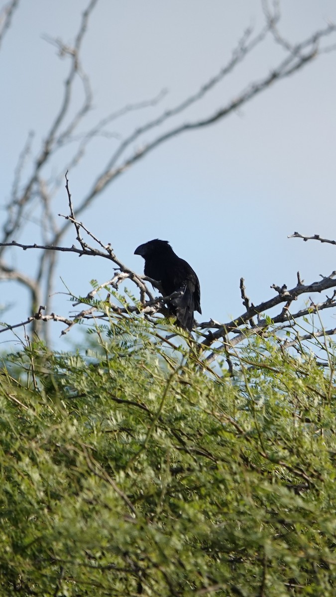 Groove-billed Ani - ML616465398