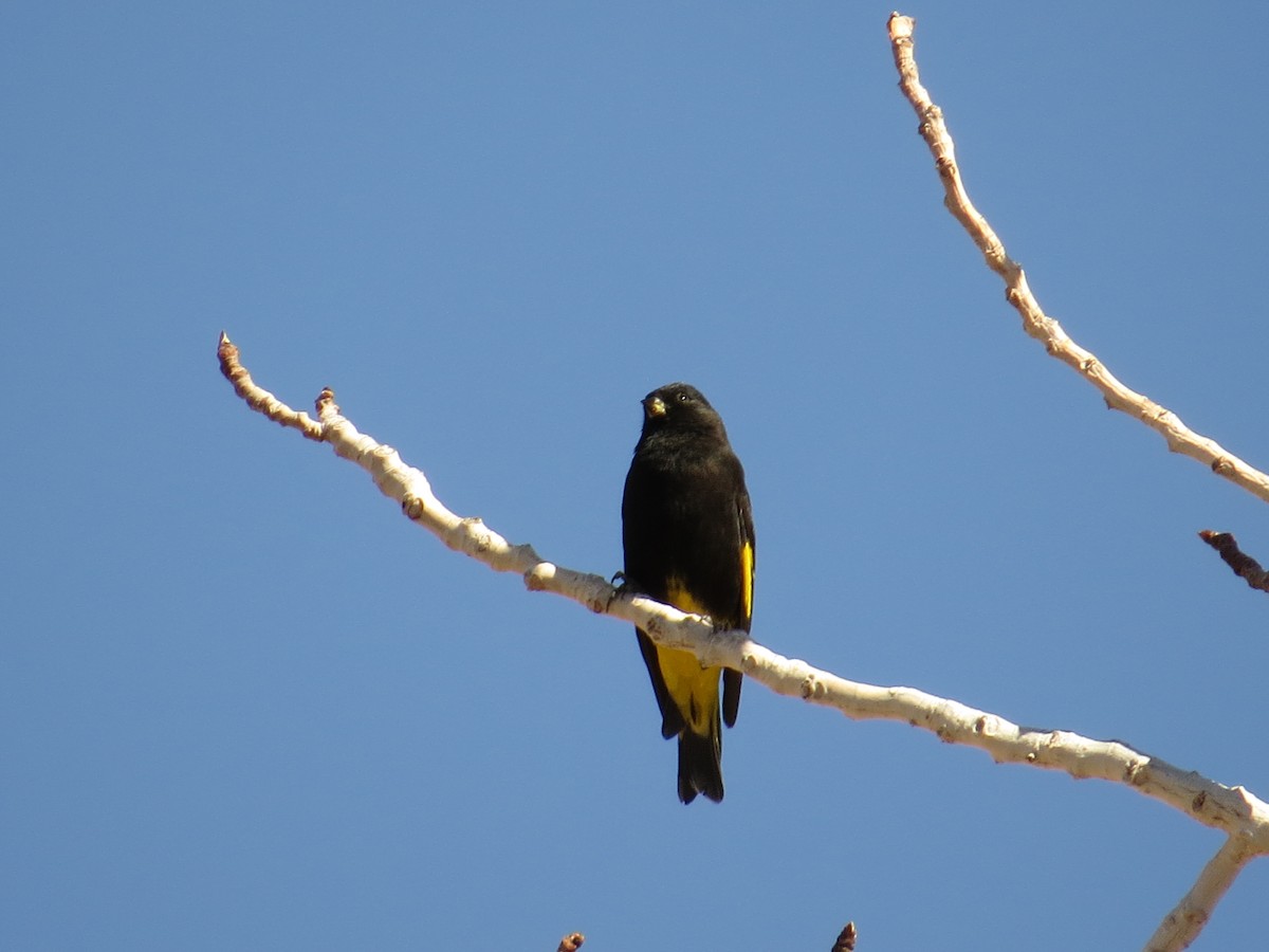Black Siskin - ML616465406