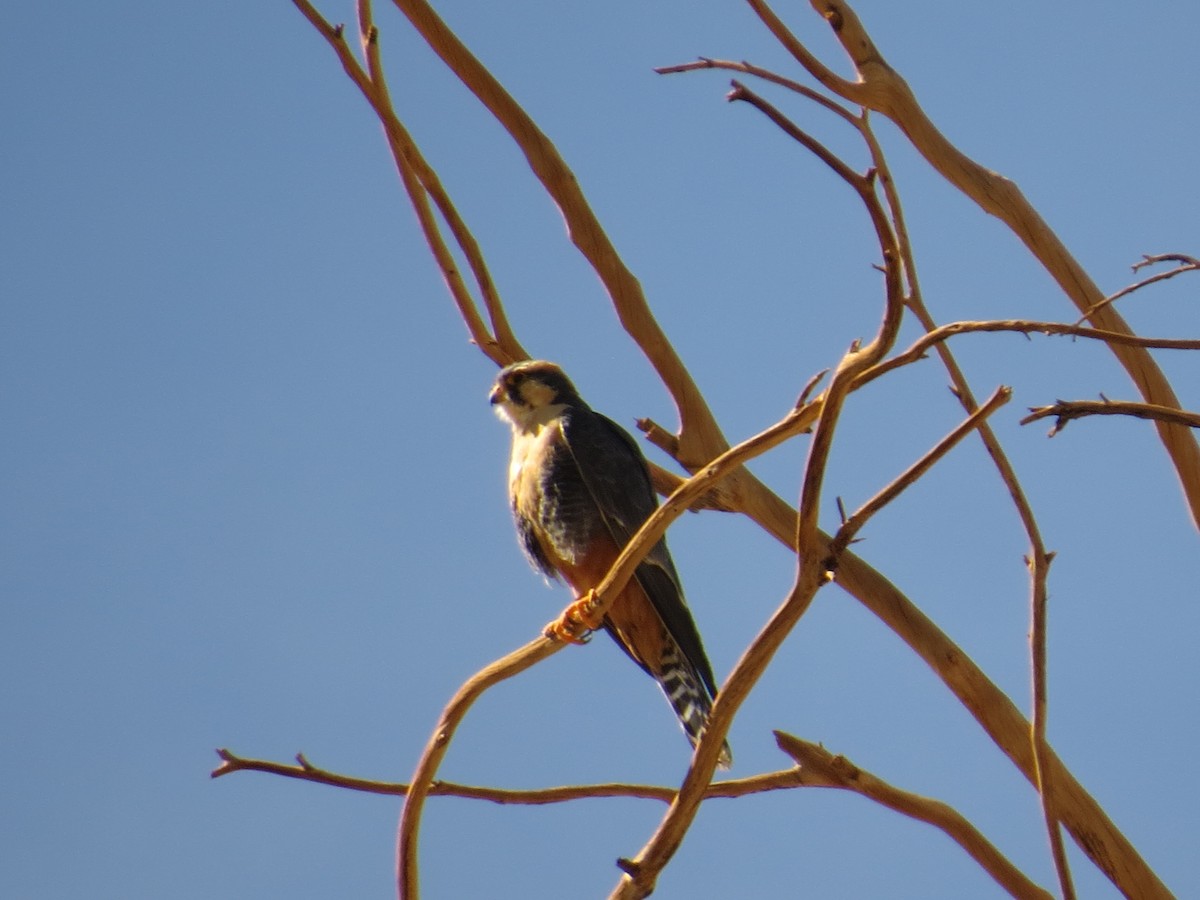 Aplomado Falcon - ML616465411