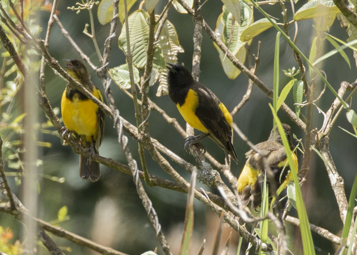 Yellow-rumped Marshbird - ML616465444