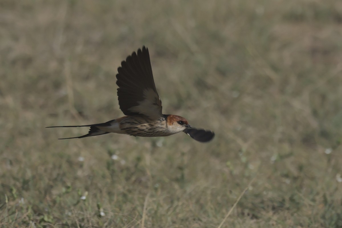 Greater Striped Swallow - ML616465471