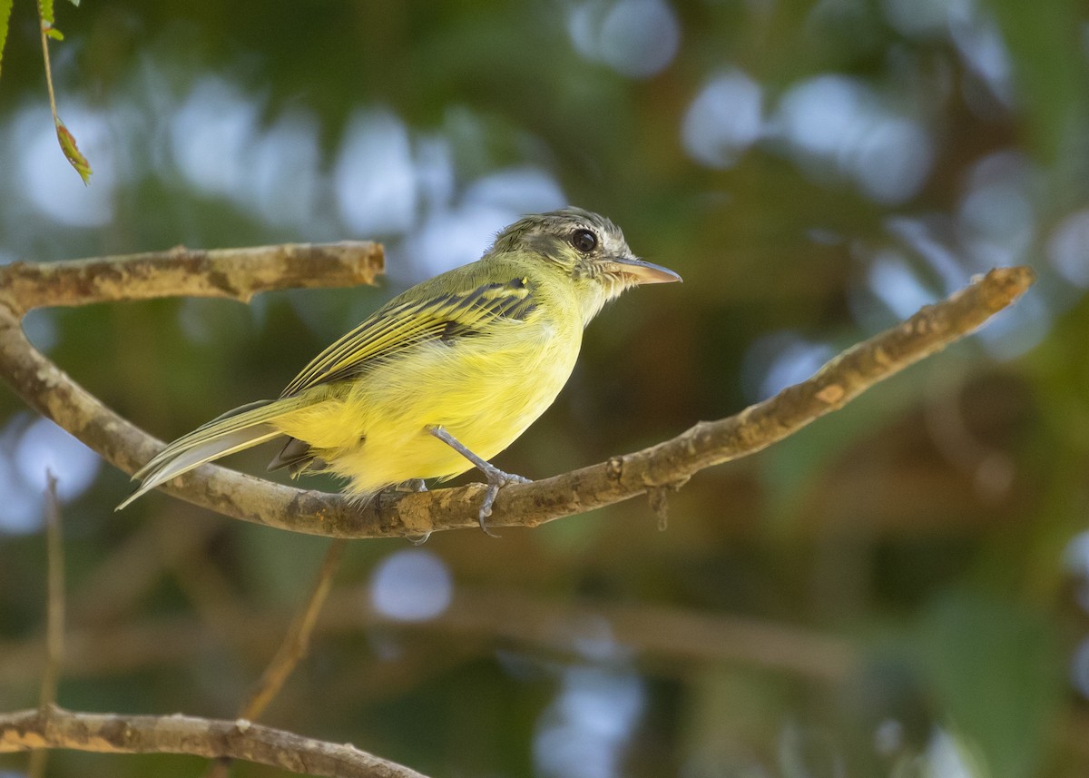 Yellow-olive Flatbill (Sooretama) - Nathaniel Dargue