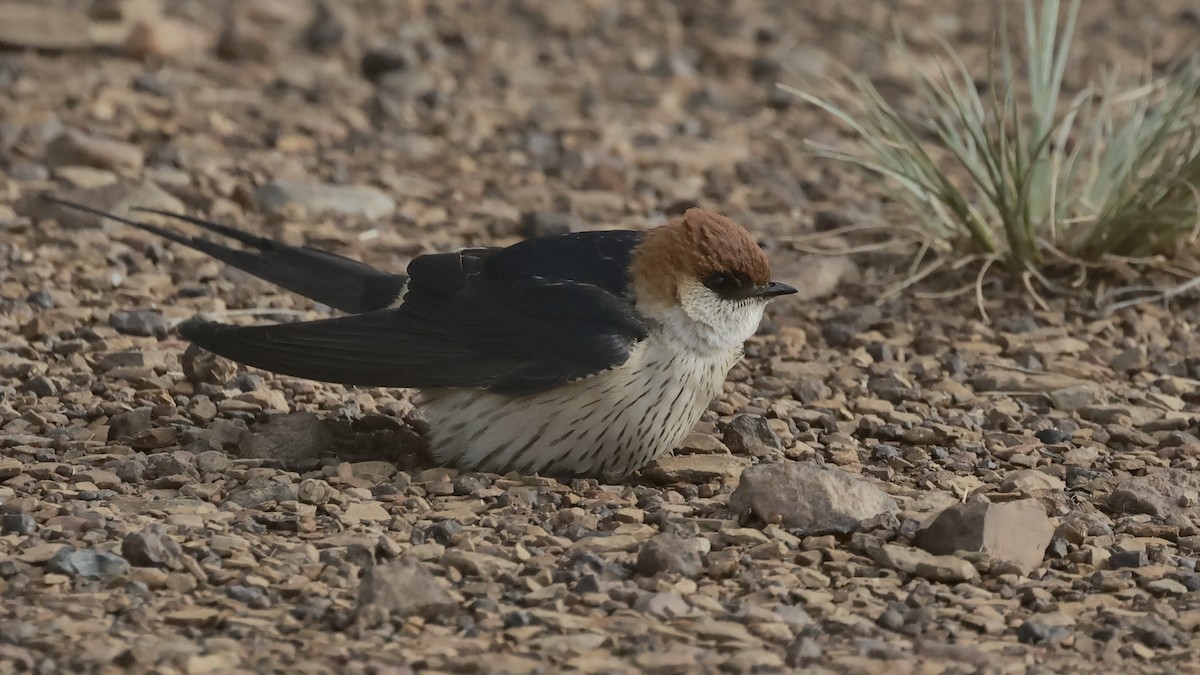 Greater Striped Swallow - ML616465545