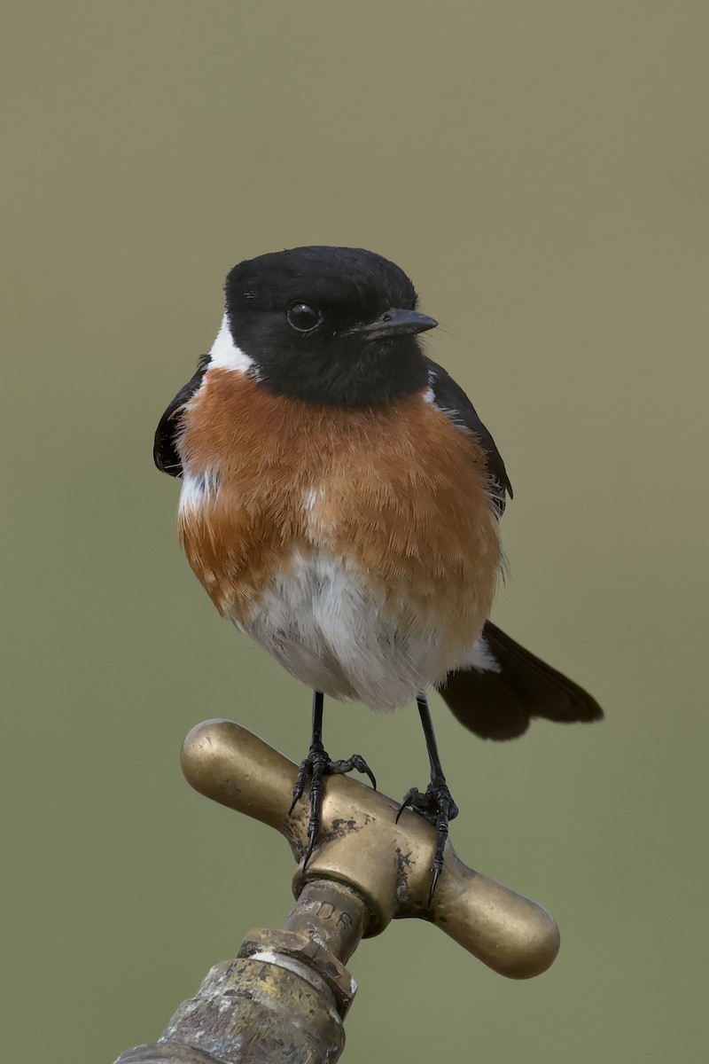African Stonechat - ML616465570