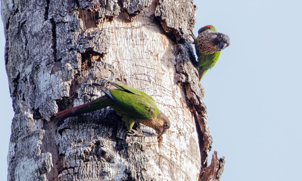 Painted Parakeet - ML616465589