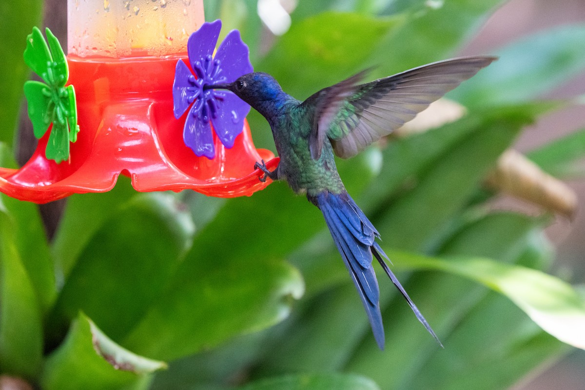 Swallow-tailed Hummingbird - Ted Kavanagh