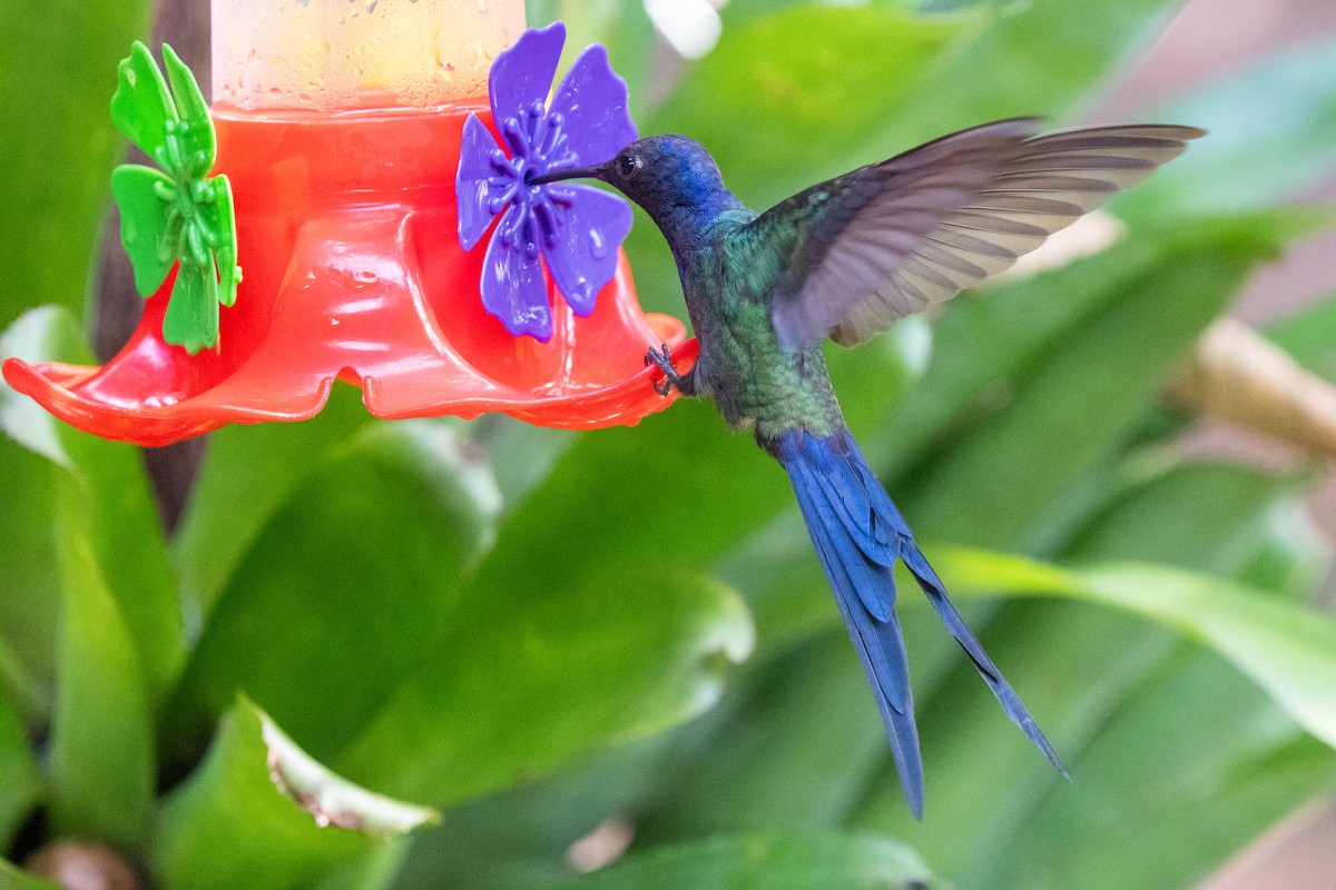 Swallow-tailed Hummingbird - ML616465598