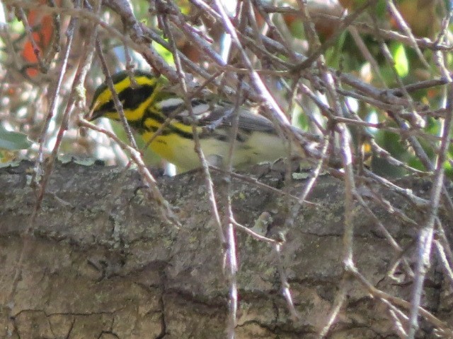 Townsend's Warbler - ML616465606