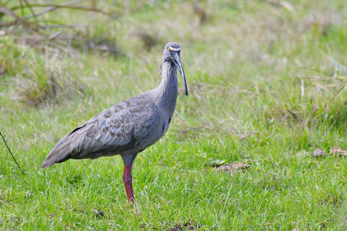 Plumbeous Ibis - Marcelo Cuadrado