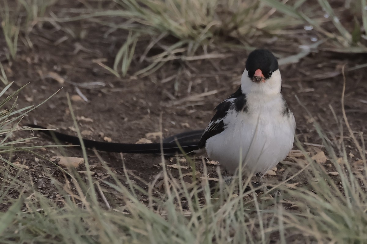 Pin-tailed Whydah - ML616465675