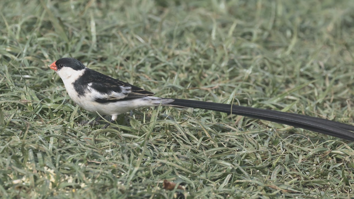 Pin-tailed Whydah - ML616465676