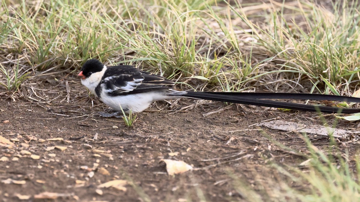 Pin-tailed Whydah - ML616465677