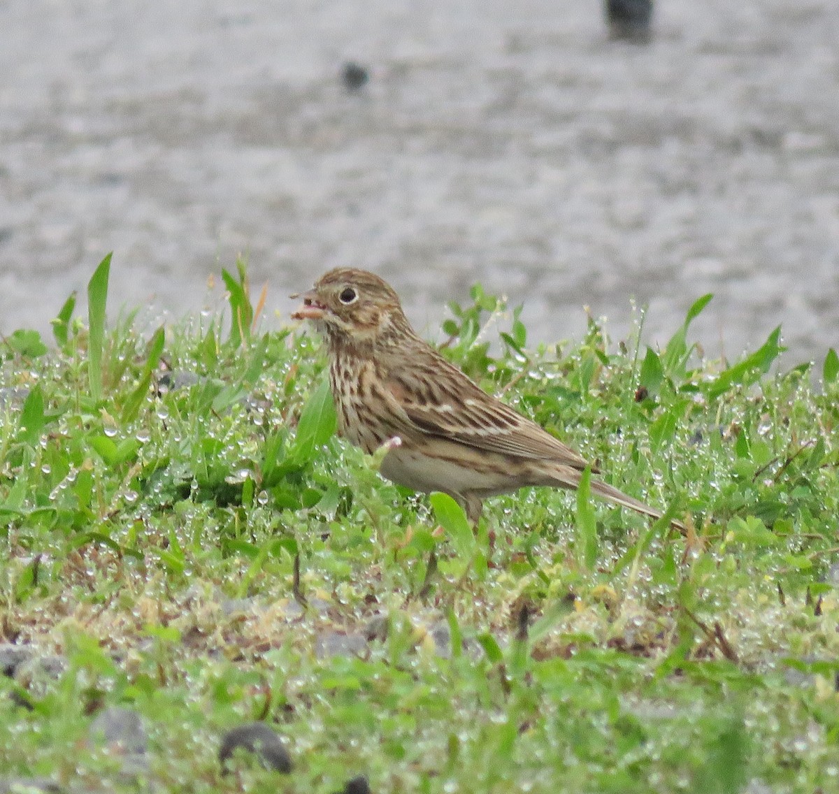 Vesper Sparrow - ML616465687