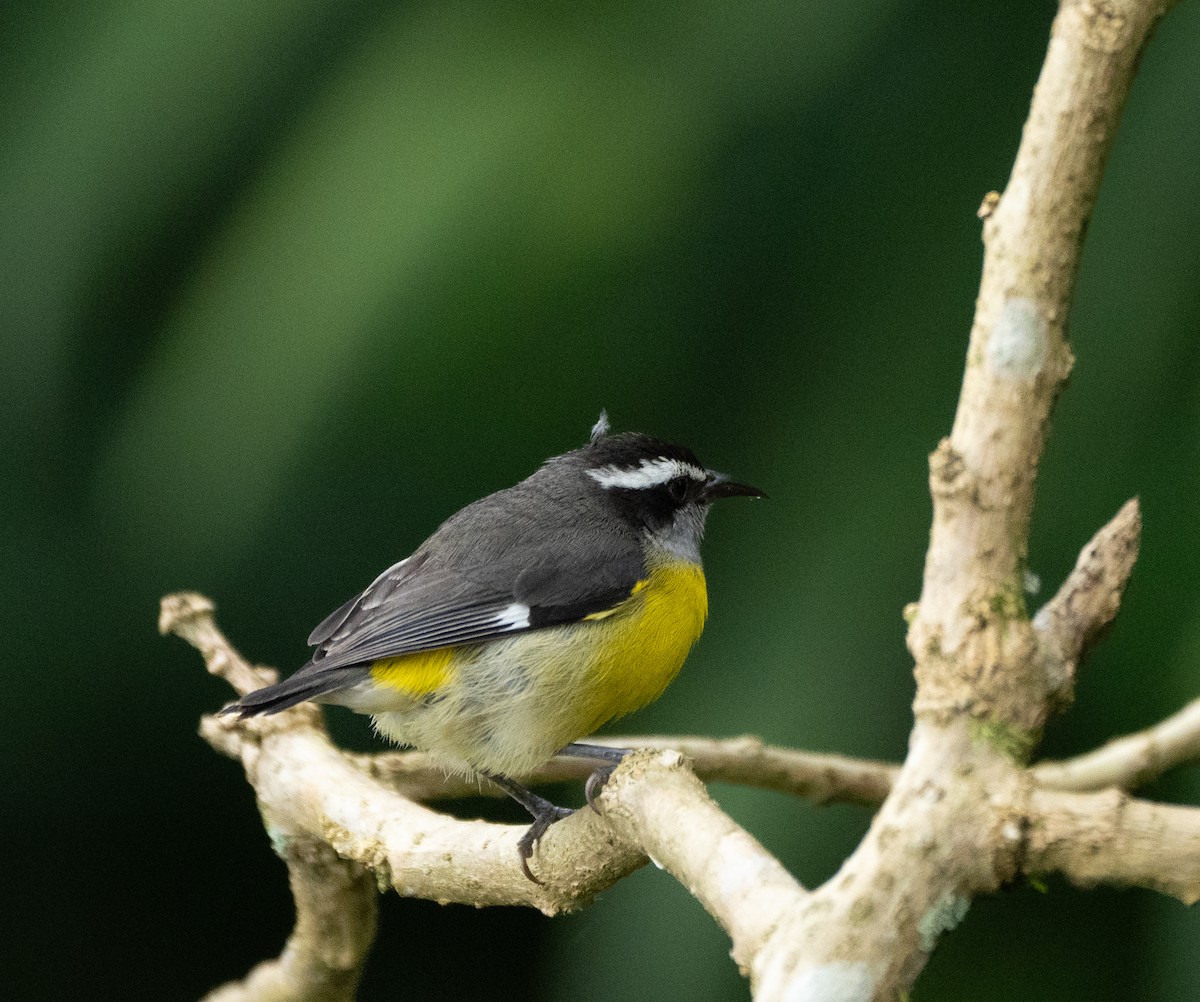 Bananaquit - ML616465692