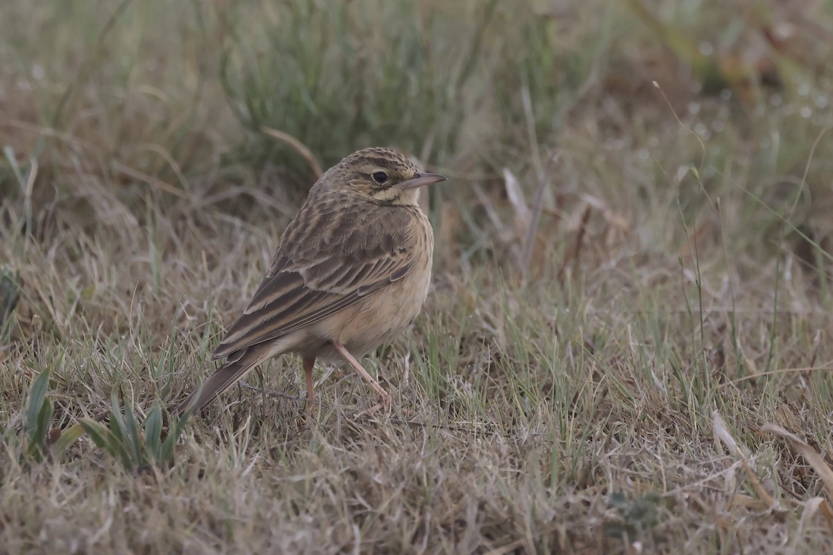 African Pipit - ML616465706