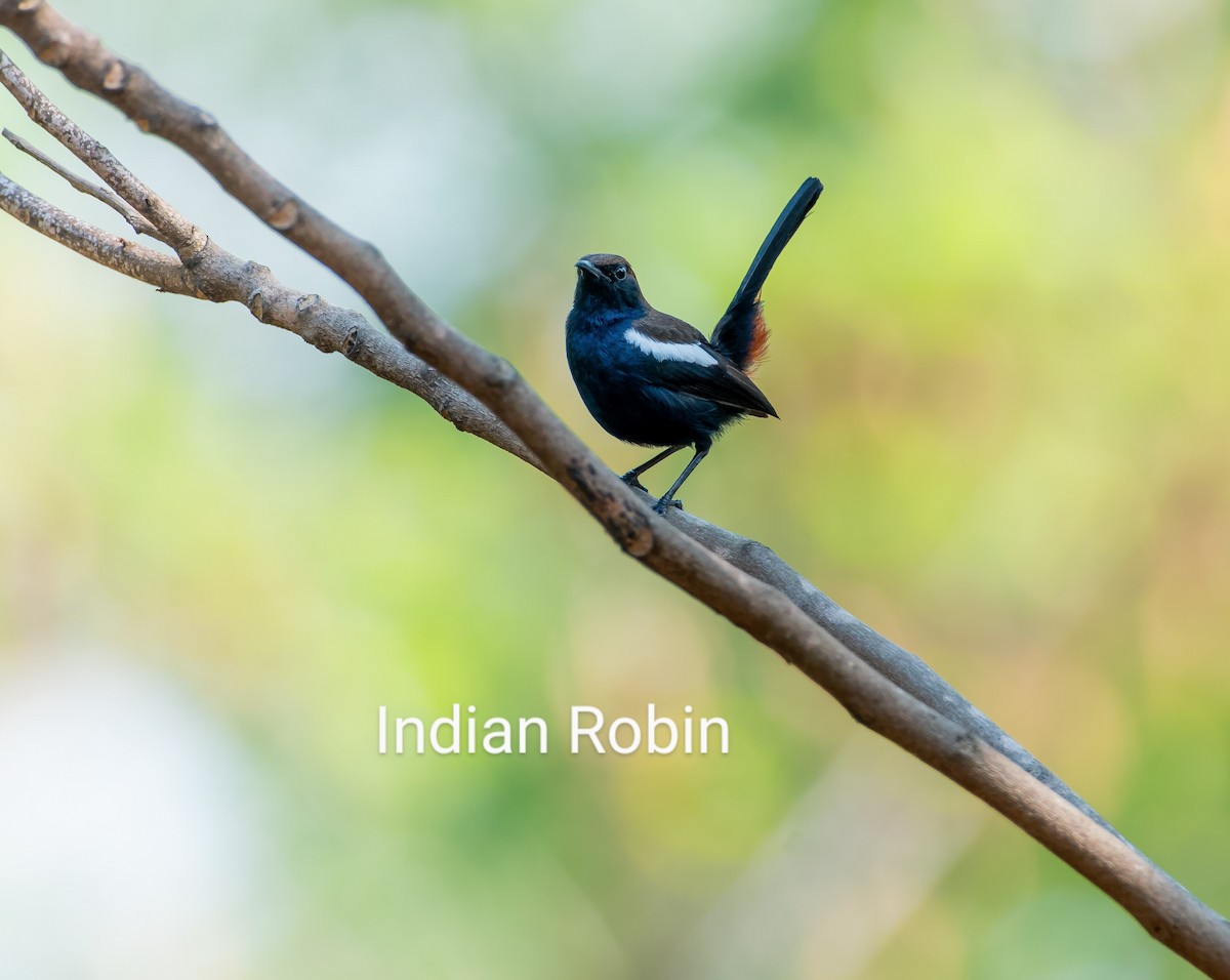 Indian Robin - Esanur Hoque