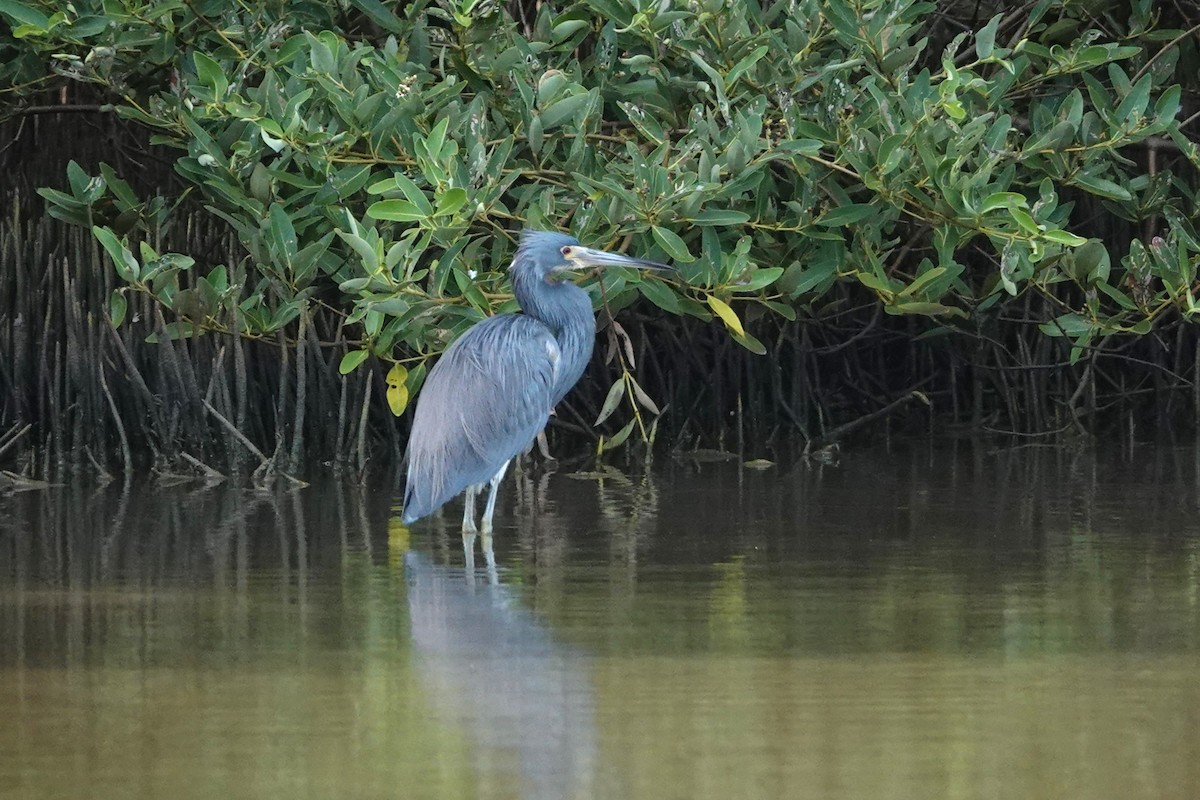 Tricolored Heron - ML616465722