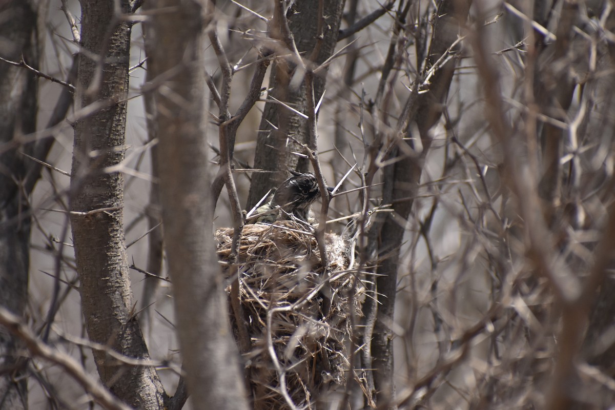 Tufted Tit-Tyrant - ML616465727