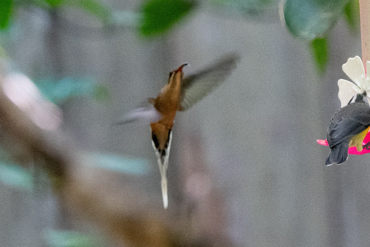 Planalto Hermit - ML616465731