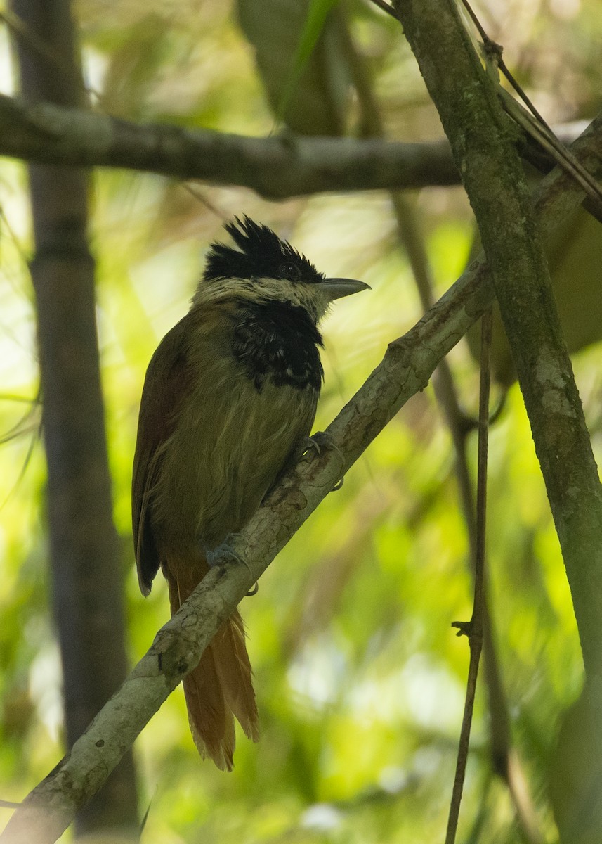 White-bearded Antshrike - ML616465737