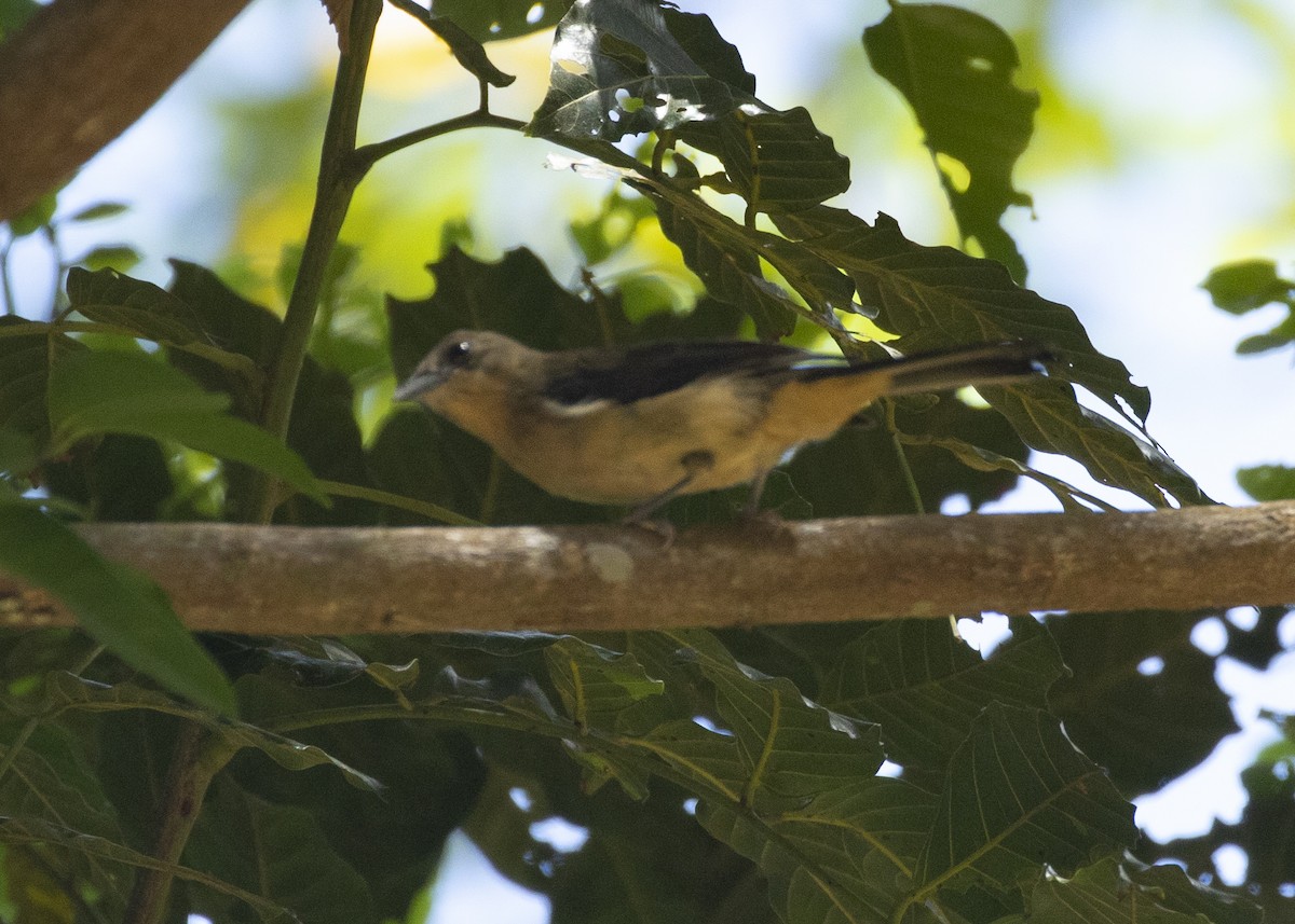 Black-goggled Tanager - ML616465745