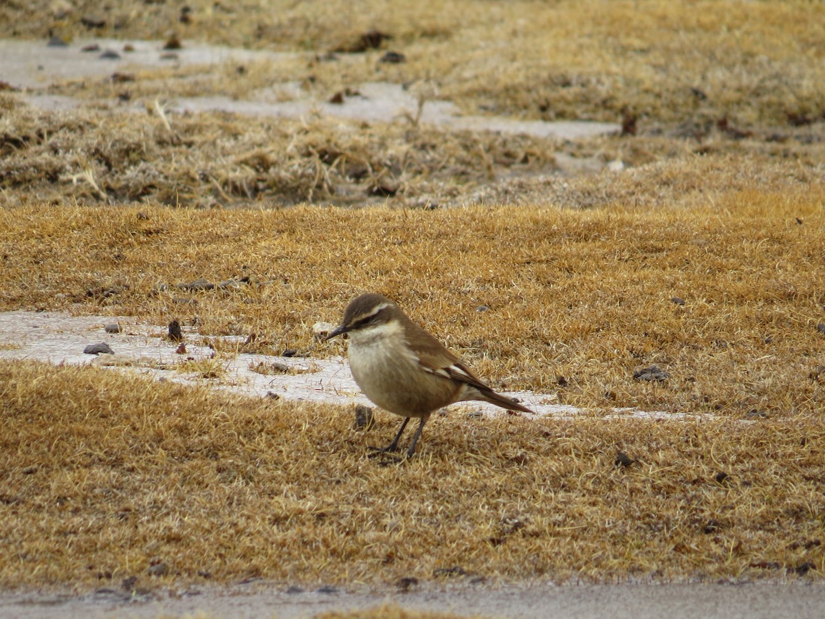 Cream-winged Cinclodes - Francisca Manríquez