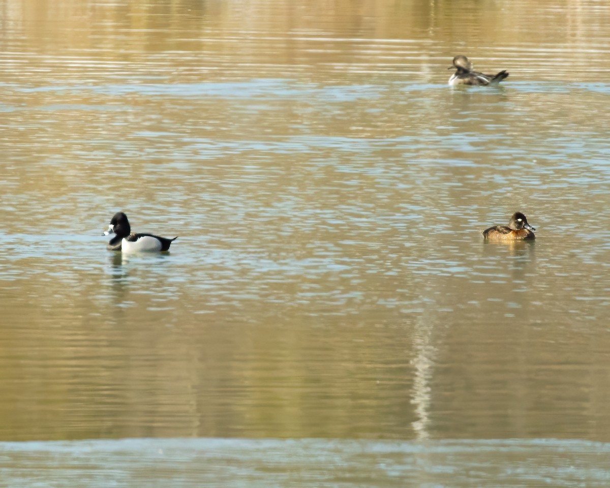 Ring-necked Duck - ML616465774