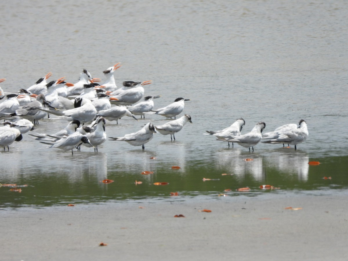 Royal Tern - Jean Hampson