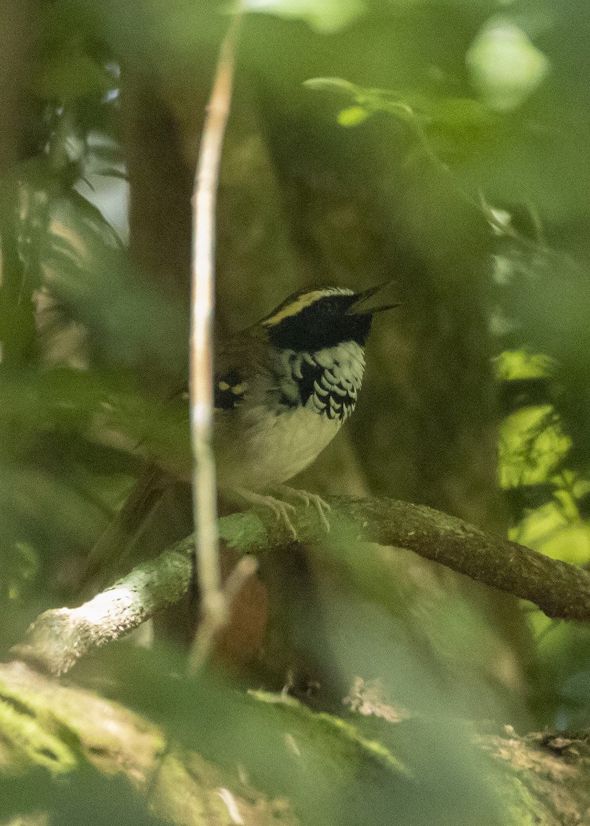 White-bibbed Antbird - ML616465787