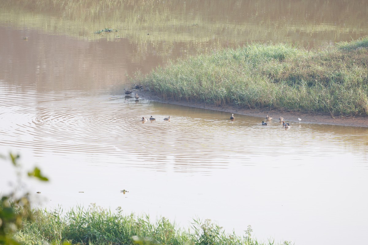 Eurasian Wigeon - ML616465841