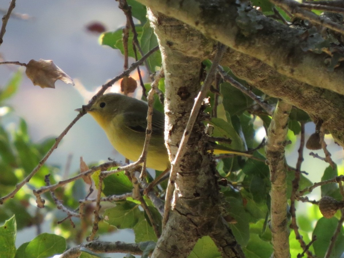 Yellow Warbler - ML616465849