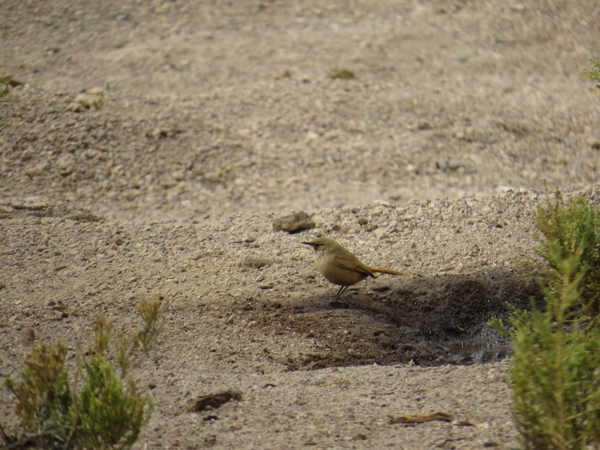 Cordilleran Canastero - ML616465852