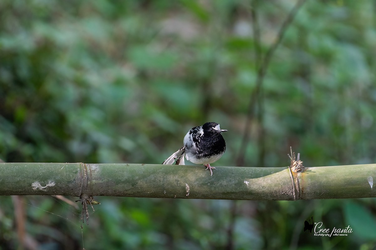 Spotted Forktail - ML616465855