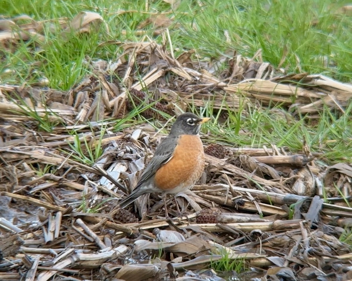 American Robin - ML616465857