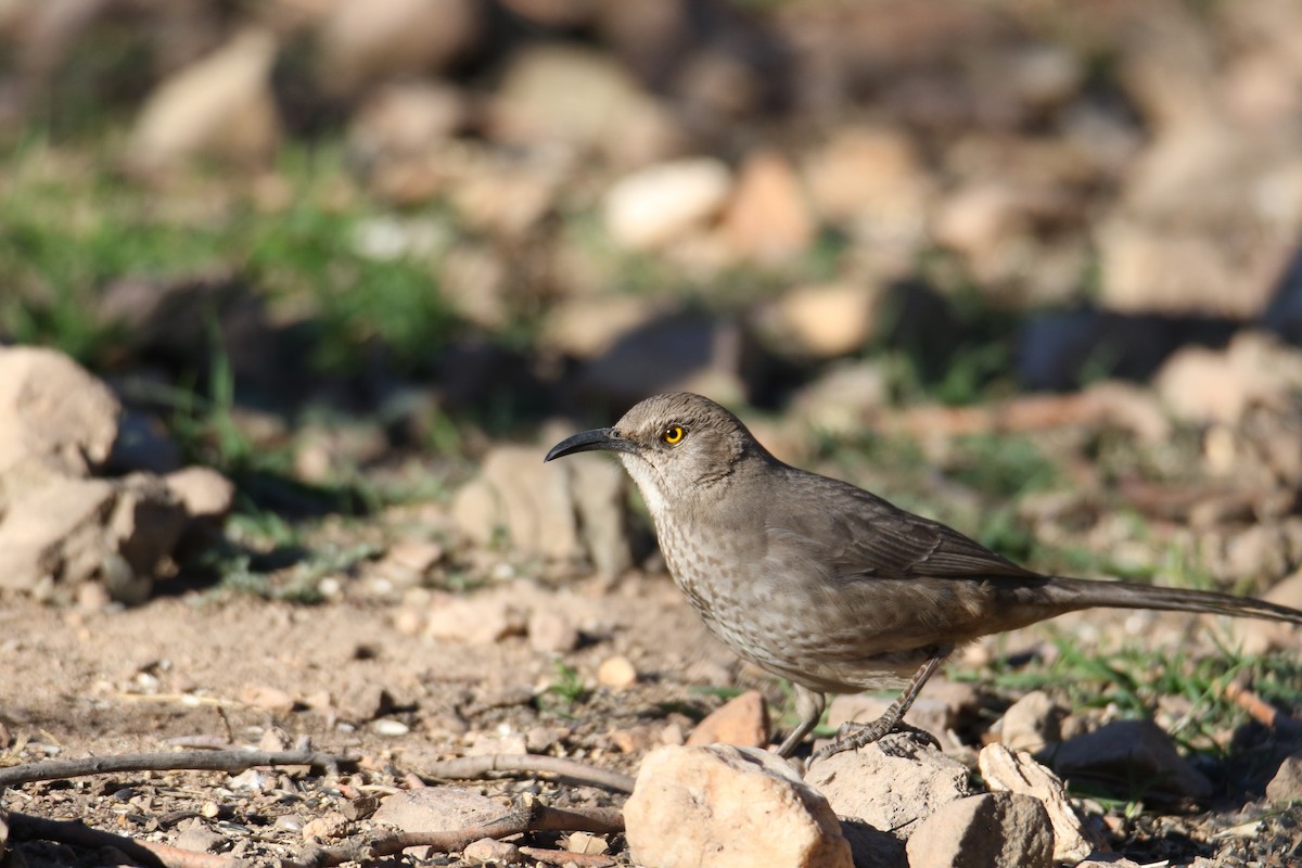 Curve-billed Thrasher - John Ward