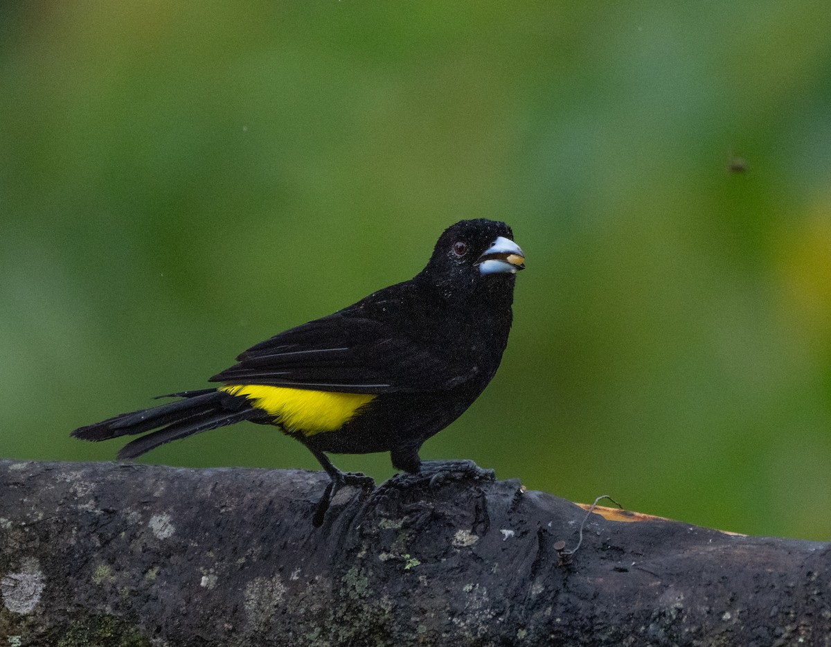 Flame-rumped Tanager - ML616465867