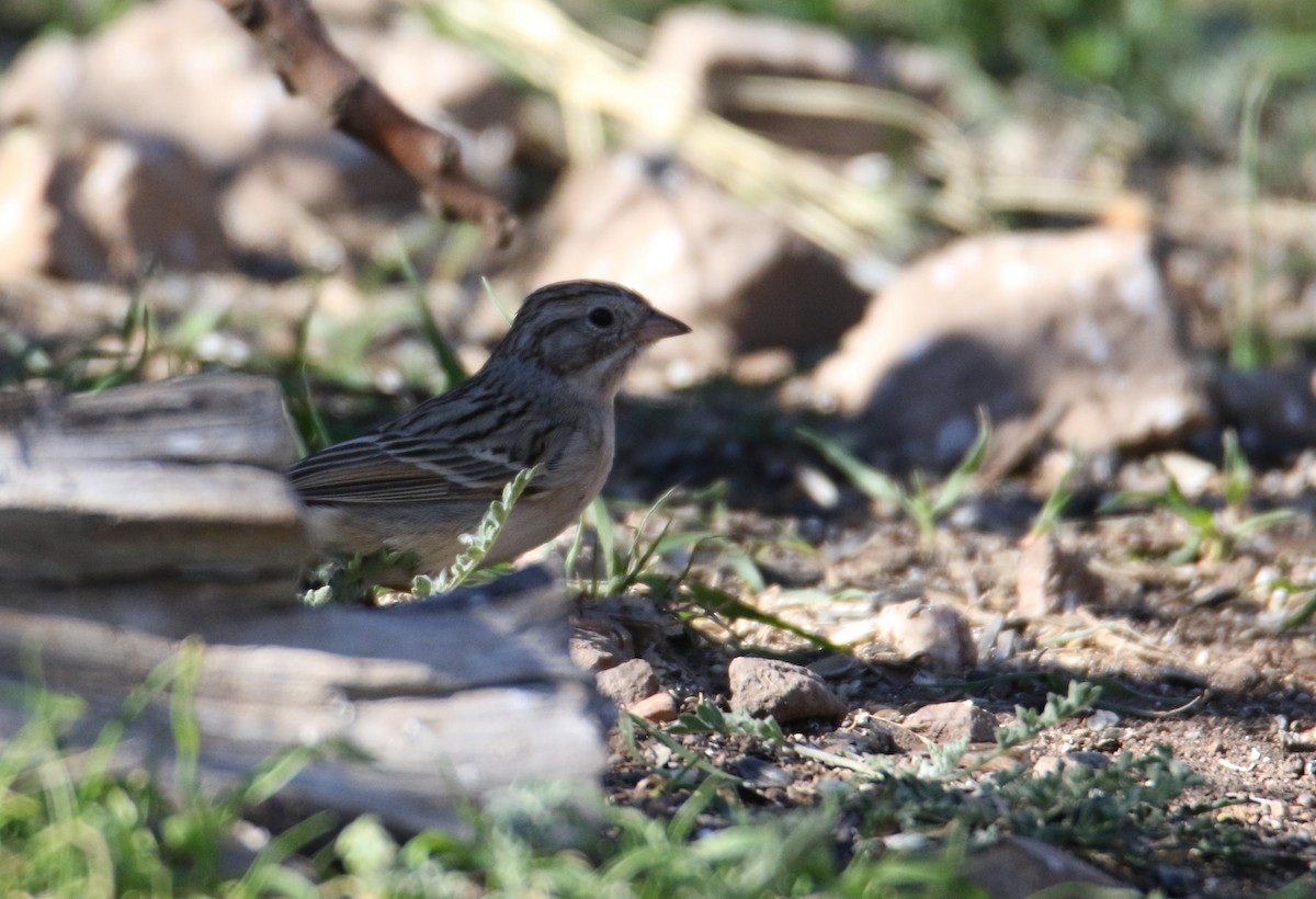 Brewer's Sparrow - ML616465869