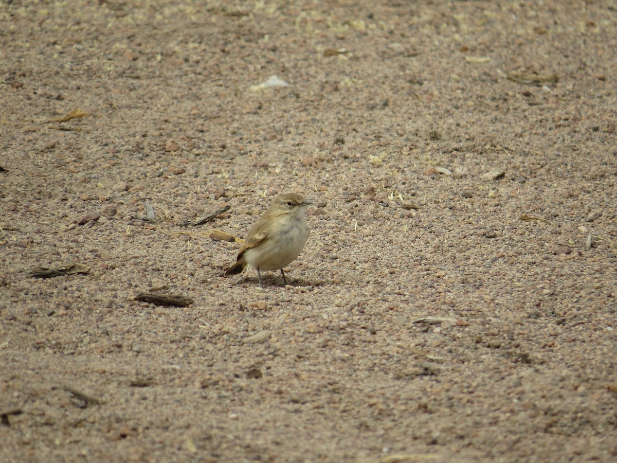 Puna Miner - ML616465886