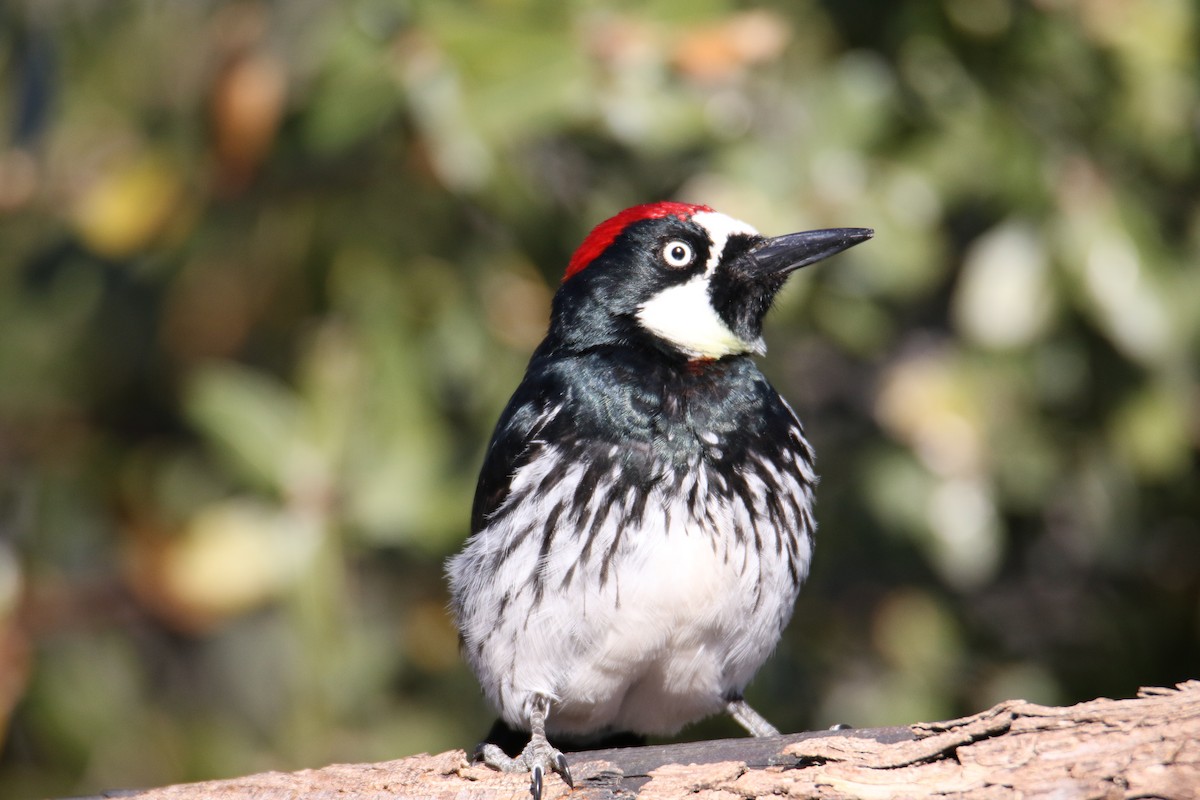 Acorn Woodpecker - ML616465892