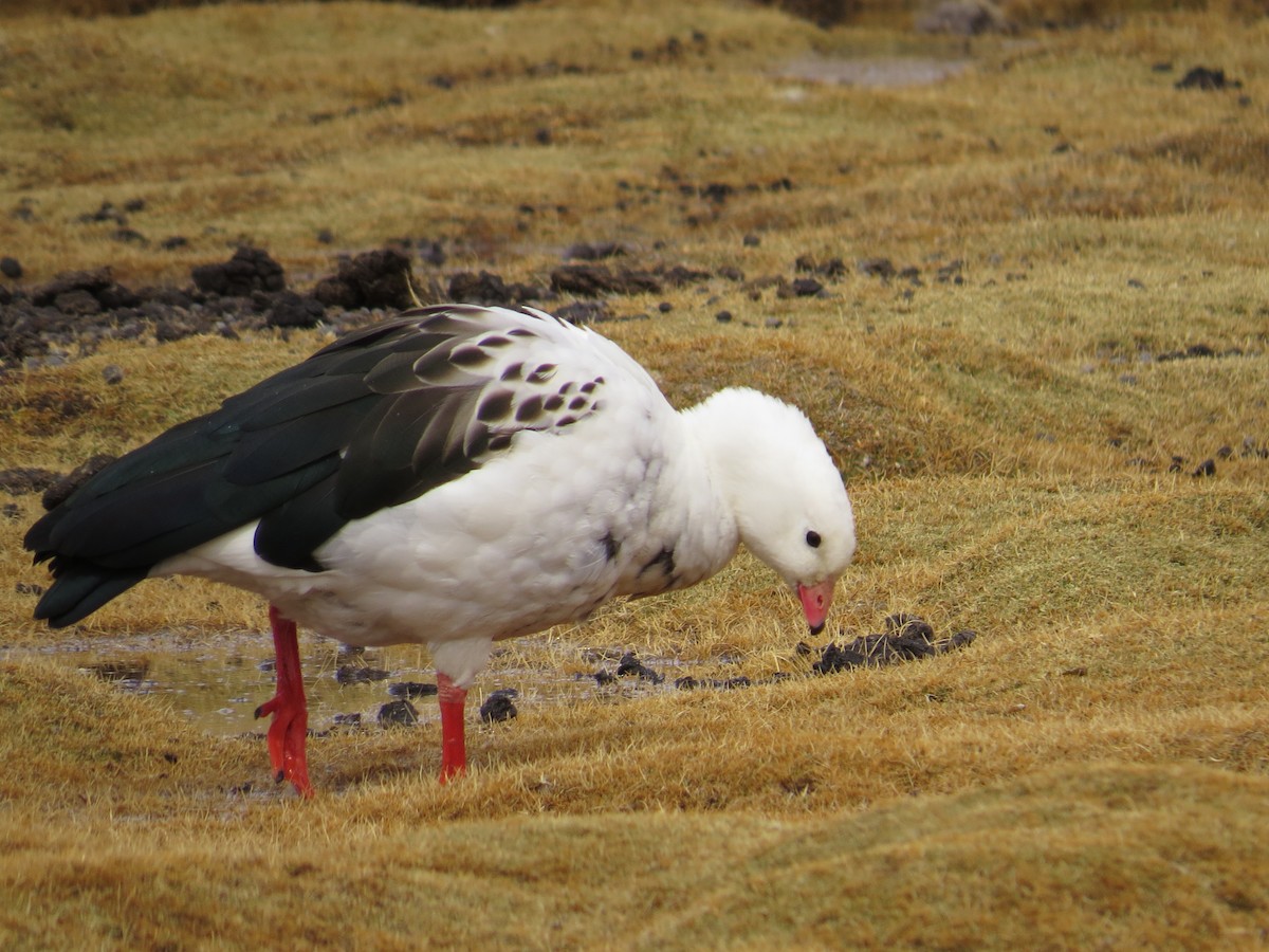 Andean Goose - ML616465907